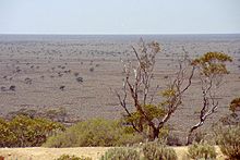 220px-Nullabor_Plain_With_Trees