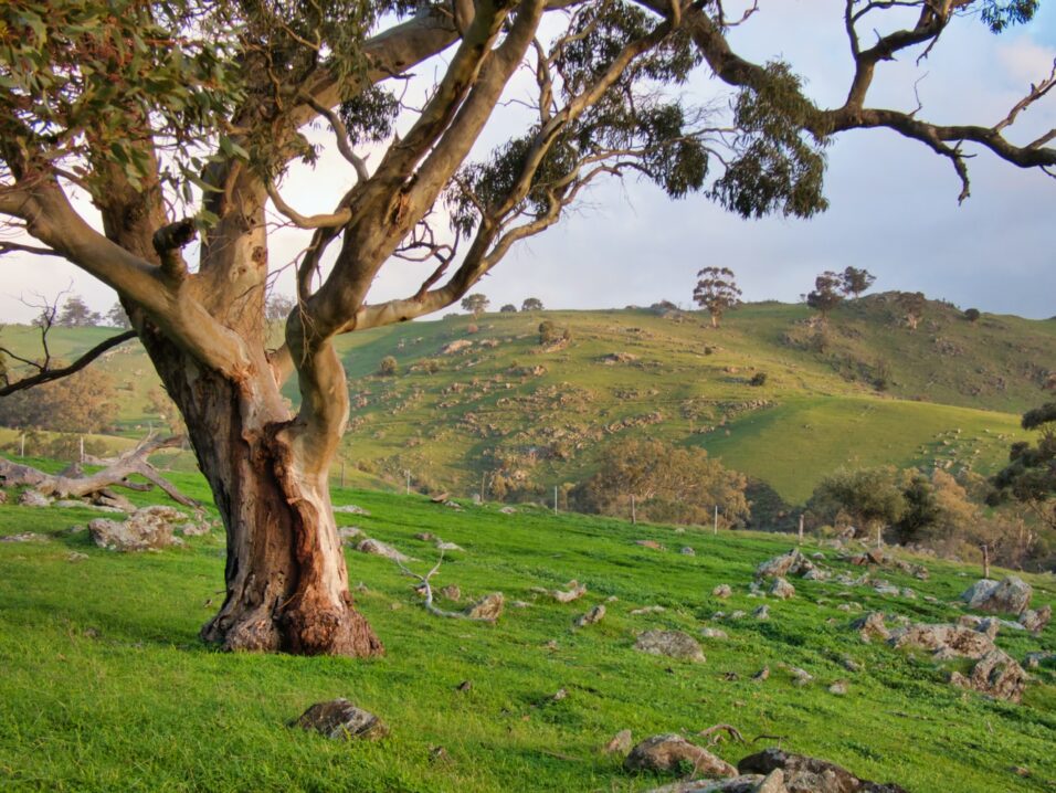 Barossa Valley