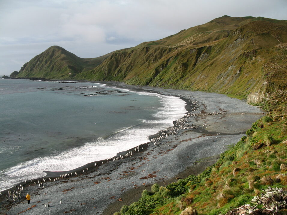 MacquarieIsland7