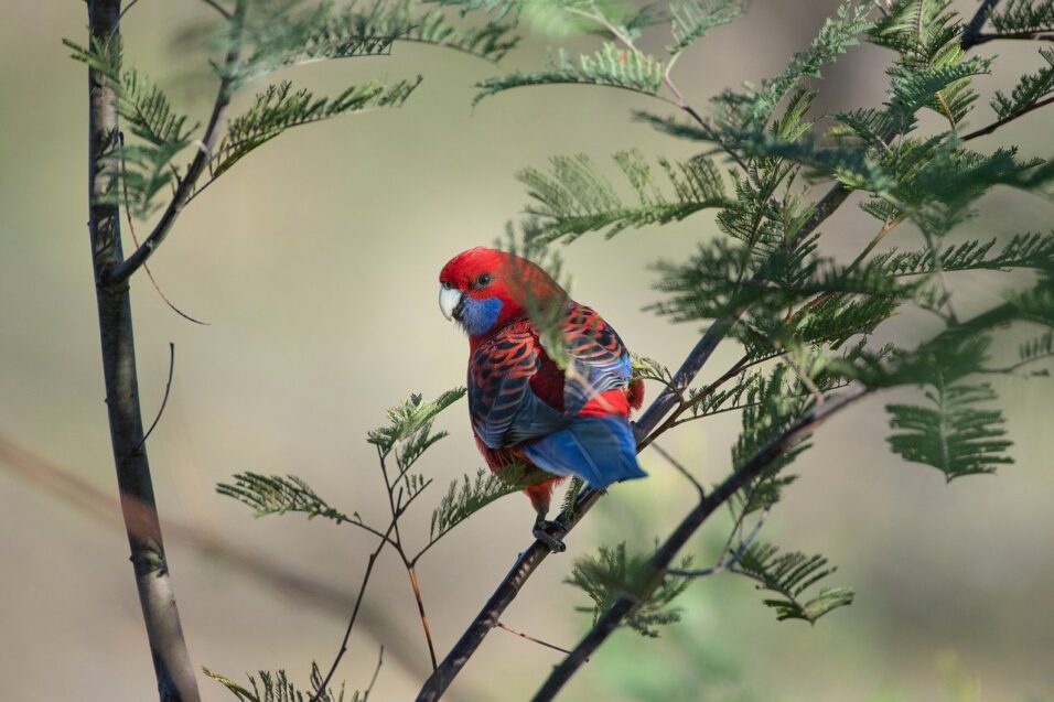 crimson-rosella-5179853_1280