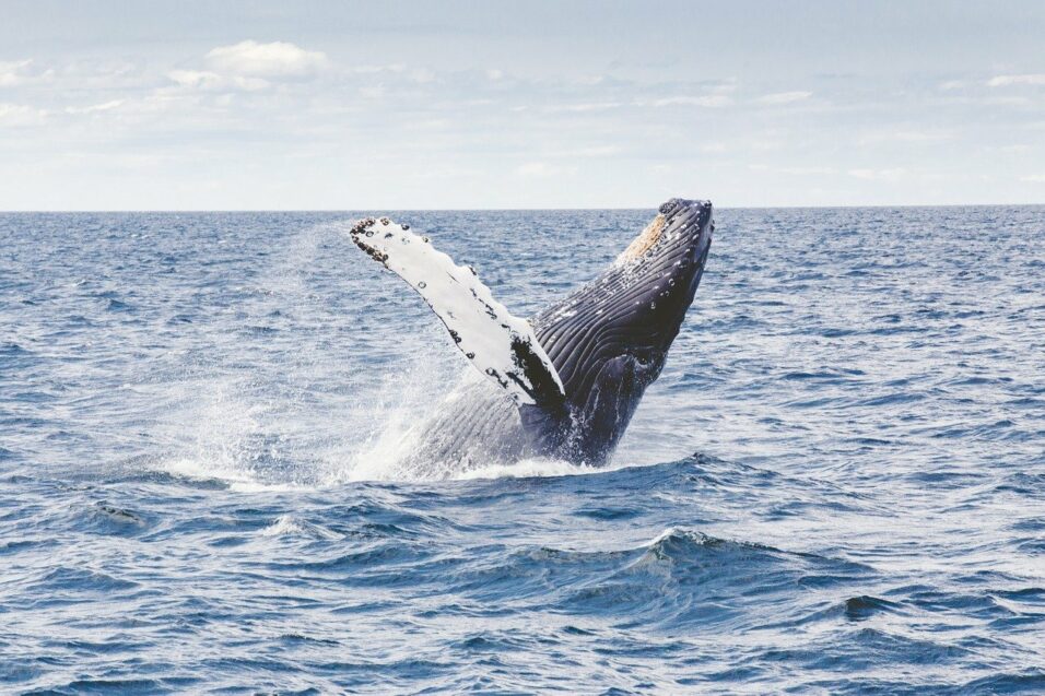 humpback-whale-1209297_1280