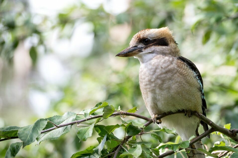 kookaburra-4761218_1280