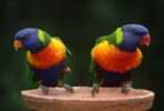 rainbow-lorikeet-686100_1280