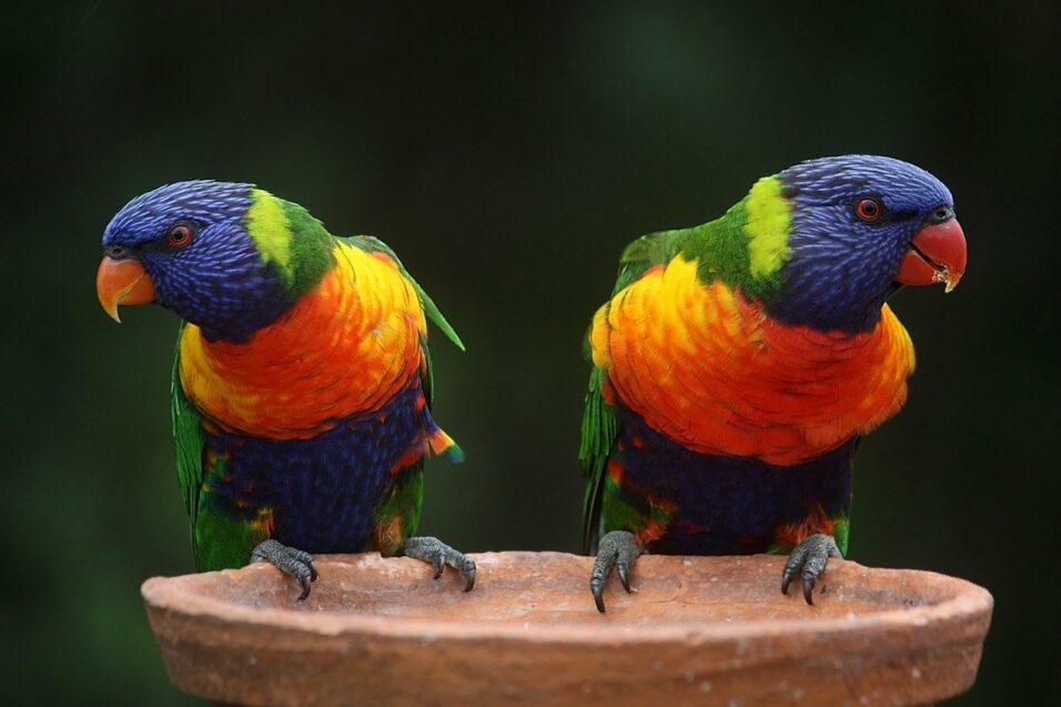 rainbow-lorikeet-686100_1280